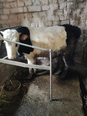 Продаю | Бык (самец) | Голштин | Искусственник at lalafo.kg Продаю | Бык (самец) | Голштин | Искусственник