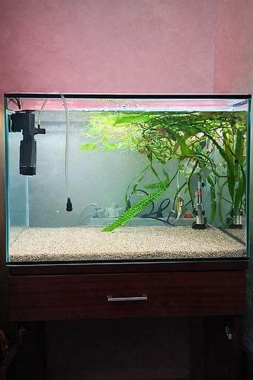 Продам аквариум на 50 литров с содержимым: Фильтр, тена, крышка, песок at lalafo.kg Продам аквариум на 50 литров с содержимым: Фильтр, тена, крышка, песок