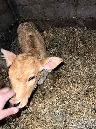 Продаю | Музоо, торпок | Для разведения | Привязанные at lalafo.kg Продаю | Музоо, торпок | Для разведения | Привязанные