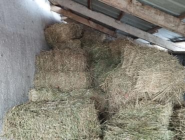 Продаю тюки сена 🌾 📌 Чистый клевер Цена: 300сом за штуку at lalafo.kg Продаю тюки сена 🌾 📌 Чистый клевер Цена: 300сом за штуку