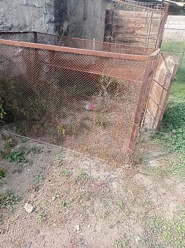 Продаю сетка сатылат сетка at lalafo.kg — 1 Продаю сетка сатылат сетка — 1