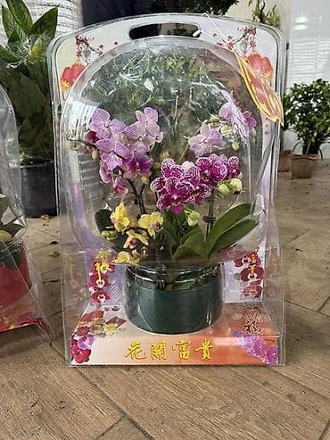 ОРХИДЕИ Мини-композиция ЛЮКС ПОДАРОК 💝 В готовой подарочной упаковке at lalafo.kg ОРХИДЕИ Мини-композиция ЛЮКС ПОДАРОК 💝 В готовой подарочной упаковке