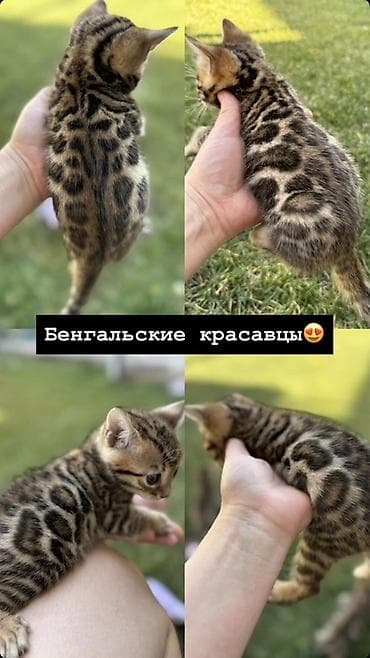 Бенгальская, 1 месяц, Мальчик at lalafo.kg Бенгальская, 1 месяц, Мальчик