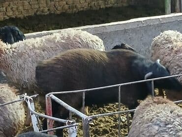 Продаю | Баран (самец) at lalafo.kg Продаю | Баран (самец)