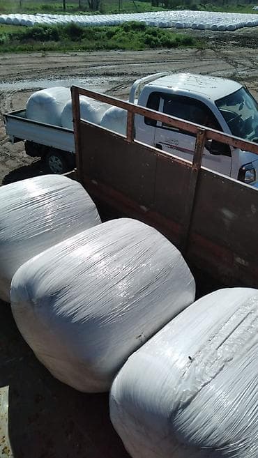 Жом корм для коров at lalafo.kg Жом корм для коров