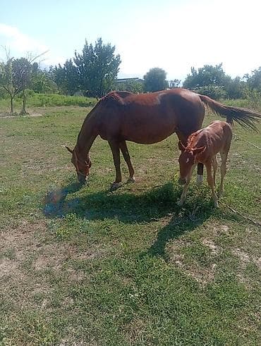 Продаю | Кобыла (самка) | Для разведения at lalafo.kg Продаю | Кобыла (самка) | Для разведения