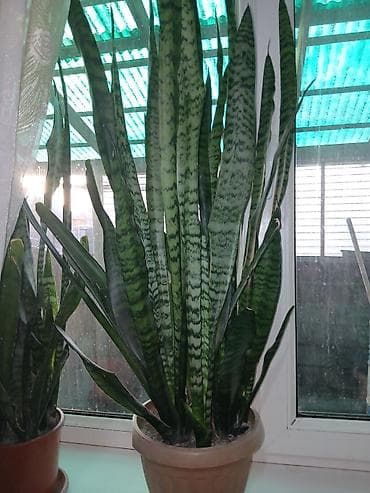 Пальмалар: .Большой выбор Сансиеверии от 200 сомов lalafo.kg да — 1 Пальмалар: .Большой выбор Сансиеверии от 200 сомов — 1