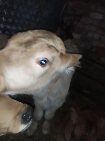 Продаю | Музоо, торпок | На откорм | Искусственник at lalafo.kg Продаю | Музоо, торпок | На откорм | Искусственник