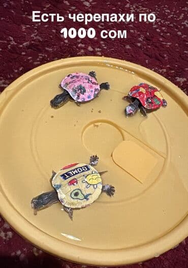 Черепахи с декоративными раскрашенными панцирями. Небольшие молодые at lalafo.kg Черепахи с декоративными раскрашенными панцирями. Небольшие молодые