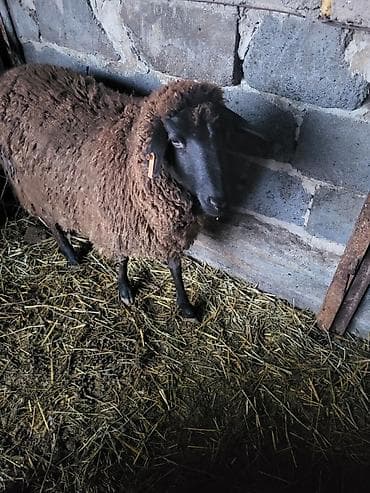 Продаю | Овца (самка) | Меринос, Романовская at lalafo.kg Продаю | Овца (самка) | Меринос, Романовская