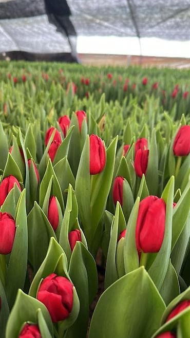Тюльпаны ОПТОМ! и в розницу вместе с луковицами рост 75см бокал 5-6см lalafo.kg да — 5 Тюльпаны ОПТОМ! и в розницу вместе с луковицами рост 75см бокал 5-6см — 5