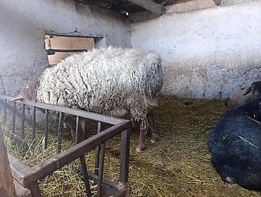 Продаю | Баран (самец) | Полукровка | Осеменитель at lalafo.kg Продаю | Баран (самец) | Полукровка | Осеменитель