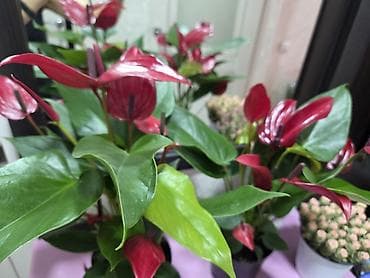 Алоказия (Alocasia) в декоративном кашпо. - Эффектные стреловидные at lalafo.kg Алоказия (Alocasia) в декоративном кашпо. - Эффектные стреловидные