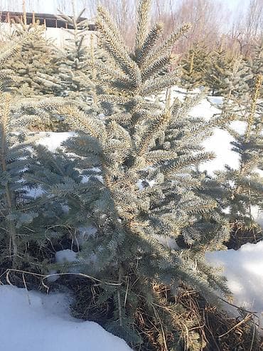 Ель голубая (Picea pungens) — декоративные саженцы с плотной at lalafo.kg Ель голубая (Picea pungens) — декоративные саженцы с плотной