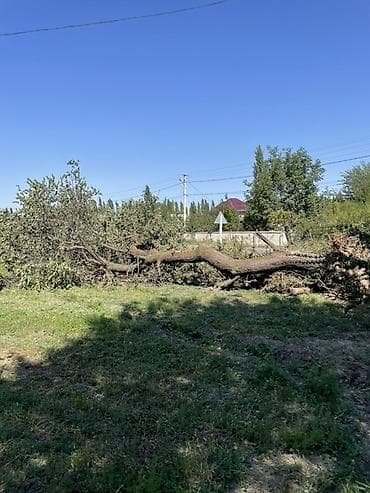 Дрова Фруктовая древесина at lalafo.kg Дрова Фруктовая древесина