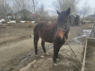 Продаю | Конь (самец) | Рабочий at lalafo.kg Продаю | Конь (самец) | Рабочий