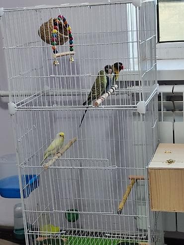 Продам попугаев. срочно не дорого. Просторная металлическая at lalafo.kg Продам попугаев. срочно не дорого. Просторная металлическая