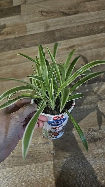 Хлорофитум at lalafo.kg Хлорофитум