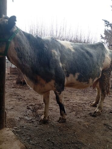 Продаю | Корова (самка) | Для молока | Привязанные at lalafo.kg Продаю | Корова (самка) | Для молока | Привязанные