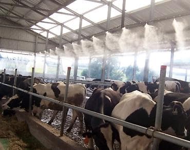 🐄 Охлаждение для животноводческих ферм! Система туманообразования at lalafo.kg 🐄 Охлаждение для животноводческих ферм! Система туманообразования