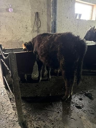 Продаю | Бык (самец) | На откорм | Привязанные at lalafo.kg Продаю | Бык (самец) | На откорм | Привязанные