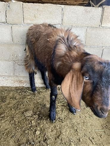 Продаю | Козлёнок, Козёл (самец) | Нубийская | Для разведения at lalafo.kg Продаю | Козлёнок, Козёл (самец) | Нубийская | Для разведения