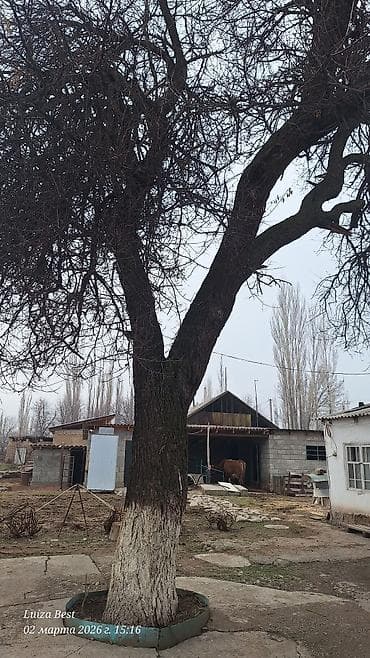 Столетнее дерево урюка (орук) - Порода: урюк/абрикос (орук). - at lalafo.kg Столетнее дерево урюка (орук) - Порода: урюк/абрикос (орук). -