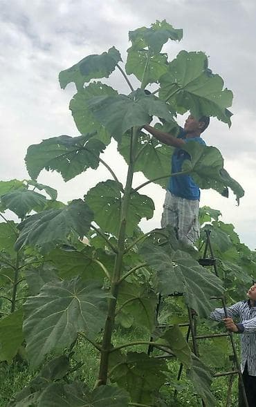 Кут-дарак Павловния (зет-07 pao tong) көчөттөрү, оригинал супер гибрид at lalafo.kg Кут-дарак Павловния (зет-07 pao tong) көчөттөрү, оригинал супер гибрид