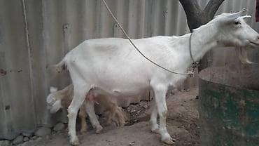 Молодая, здоровая коза, белая, спокойная. Есть козлята. Хорошая at lalafo.kg Молодая, здоровая коза, белая, спокойная. Есть козлята. Хорошая