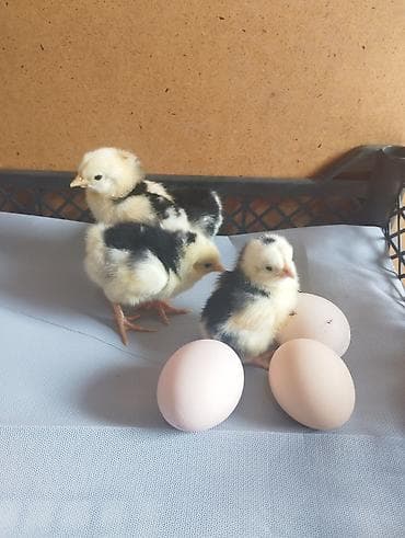 ЗИЛ: Сатам | Балапандар | Жумуртка туудуруу үчүн, Көбөйтүү үчүн lalafo.kg да — 5 ЗИЛ: Сатам | Балапандар | Жумуртка туудуруу үчүн, Көбөйтүү үчүн — 5