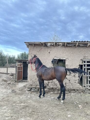 Продаю | Жеребец | Рабочий at lalafo.kg Продаю | Жеребец | Рабочий
