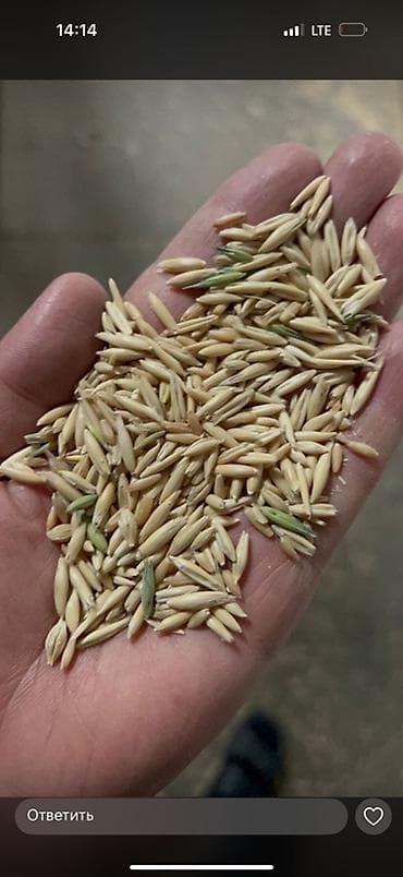 Сулуу овес продается at lalafo.kg Сулуу овес продается