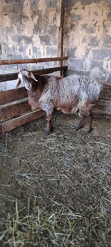Продаю | Баран (самец) | На забой at lalafo.kg Продаю | Баран (самец) | На забой