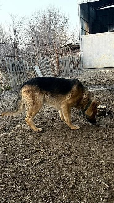 Мать Немецкая овчарка отец бильгийский овчарка, кобель. Окрас at lalafo.kg Мать Немецкая овчарка отец бильгийский овчарка, кобель. Окрас