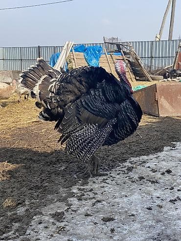 Продаю | Индюк (самец) | Для разведения | Племенные at lalafo.kg Продаю | Индюк (самец) | Для разведения | Племенные