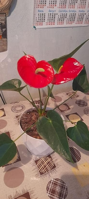 Антуриумдар: Антуриум красный (мужское счастье Комнатное растение подходит для lalafo.kg да — 3 Антуриумдар: Антуриум красный (мужское счастье Комнатное растение подходит для — 3