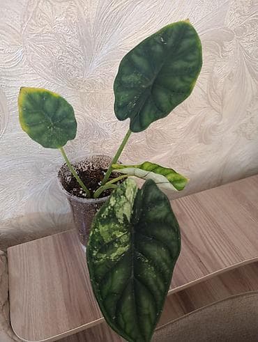 Алоказия (две разновидности) — комнатные декоративнолиственные at lalafo.kg Алоказия (две разновидности) — комнатные декоративнолиственные