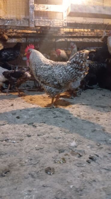 Сатам | Тооктор | Көбөйтүү үчүн lalafo.kg да Сатам | Тооктор | Көбөйтүү үчүн