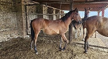 Продаю | Кобыла (самка) | Полукровка | Для разведения | Племенные at lalafo.kg Продаю | Кобыла (самка) | Полукровка | Для разведения | Племенные