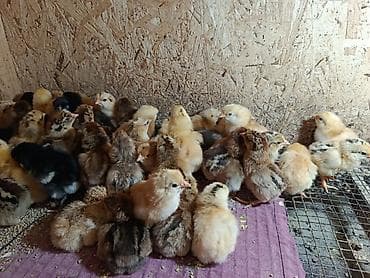 Продажа суточные цыплят Кученской породы в наличии 45 штук цена за at lalafo.kg Продажа суточные цыплят Кученской породы в наличии 45 штук цена за
