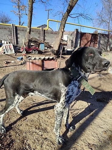 Порода: легавая/пойнтер тип. Кобель среднего размера, крепкого at lalafo.kg Порода: легавая/пойнтер тип. Кобель среднего размера, крепкого