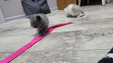 Скотиш Фолд (Шотландиялык шалпаң кулак), 1 айлык, Ургаачы, Көгүлтүр, Лотокко барууга үйрөтүлгөн lalafo.kg да — 2 Скотиш Фолд (Шотландиялык шалпаң кулак), 1 айлык, Ургаачы, Көгүлтүр, Лотокко барууга үйрөтүлгөн — 2