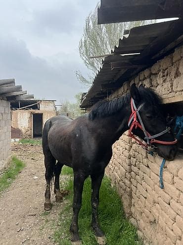 Продаю | Конь (самец) | Рабочий at lalafo.kg Продаю | Конь (самец) | Рабочий
