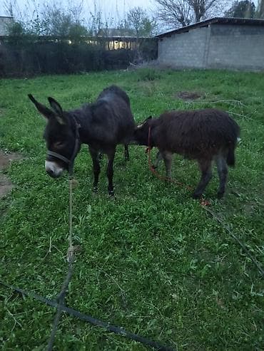 Ослы (пара) - Вид: домашние ослы, взрослая особь и молодой ослик - at lalafo.kg Ослы (пара) - Вид: домашние ослы, взрослая особь и молодой ослик -