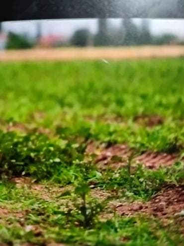 Предлагается участок сельскохозяйственного поля, покрытый молодой at lalafo.kg Предлагается участок сельскохозяйственного поля, покрытый молодой