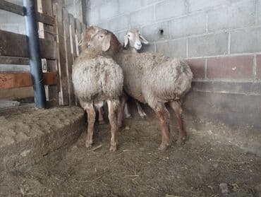 Продаю | Овца (самка) | Для разведения | Матка at lalafo.kg Продаю | Овца (самка) | Для разведения | Матка
