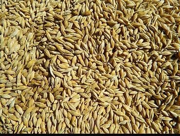 Арпа сатылат 25 сом at lalafo.kg Арпа сатылат 25 сом