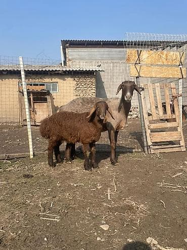 Продаю | Овца (самка) | Для разведения | Матка at lalafo.kg Продаю | Овца (самка) | Для разведения | Матка