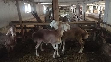 Продаю | Баран (самец) | Арашан at lalafo.kg Продаю | Баран (самец) | Арашан
