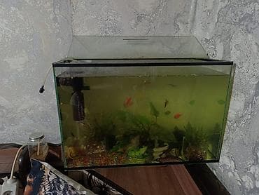 Продаю аквариум с крышкой 50 литров - Прямоугольный стеклянный at lalafo.kg Продаю аквариум с крышкой 50 литров - Прямоугольный стеклянный